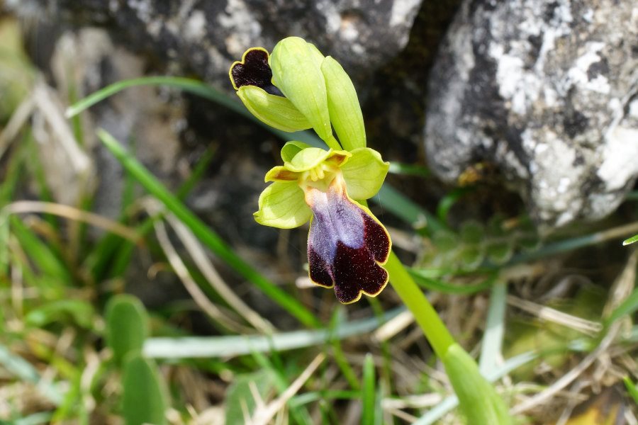 Orchidea da identificare